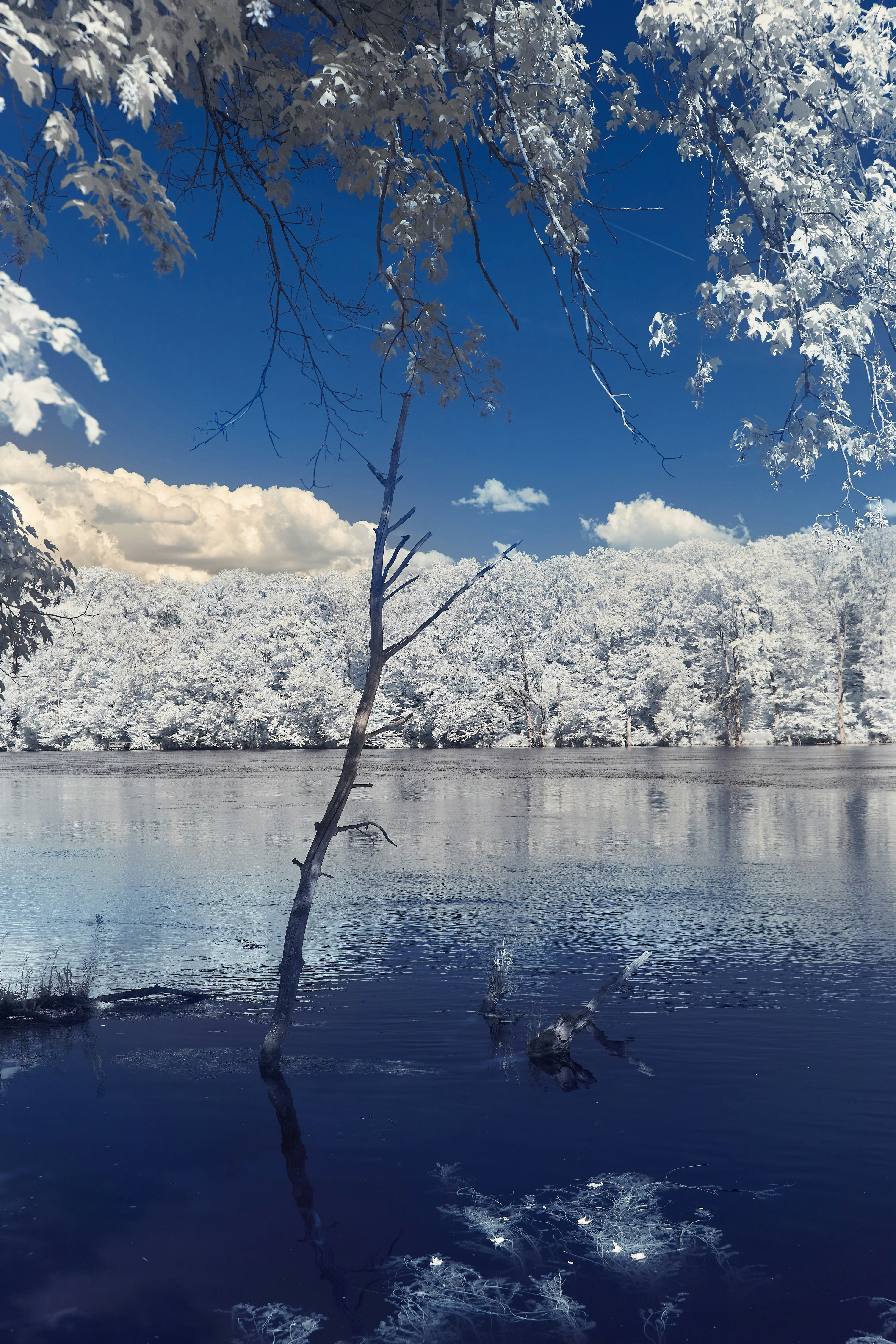 Photo by wolfgang_hasselmann