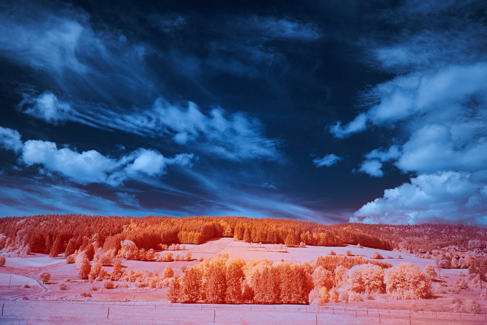 brown trees on snow covered ground under blue sky and white clouds during daytime
