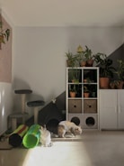 A cozy space where cats socialize and rest comfortably.