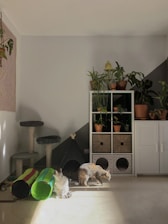 A cozy space where cats socialize and rest comfortably.