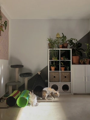 A cozy room with two cats near a colorful play tunnel and a cat tree, bathed in warm sunlight. A collection of potted plants is arranged on a white cabinet with cubbies, and some plants hang from the wall. The overall setting suggests a comfortable and pet-friendly environment.