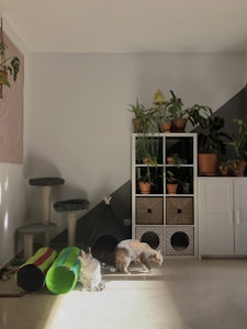 A cozy room with two cats near a colorful play tunnel and a cat tree, bathed in warm sunlight. A collection of potted plants is arranged on a white cabinet with cubbies, and some plants hang from the wall. The overall setting suggests a comfortable and pet-friendly environment.
