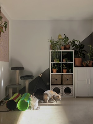 A cozy room with two cats near a colorful play tunnel and a cat tree, bathed in warm sunlight. A collection of potted plants is arranged on a white cabinet with cubbies, and some plants hang from the wall. The overall setting suggests a comfortable and pet-friendly environment.