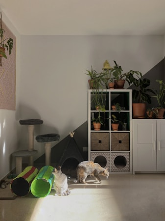 Mejorando el Bienestar de los Gatos de Interior