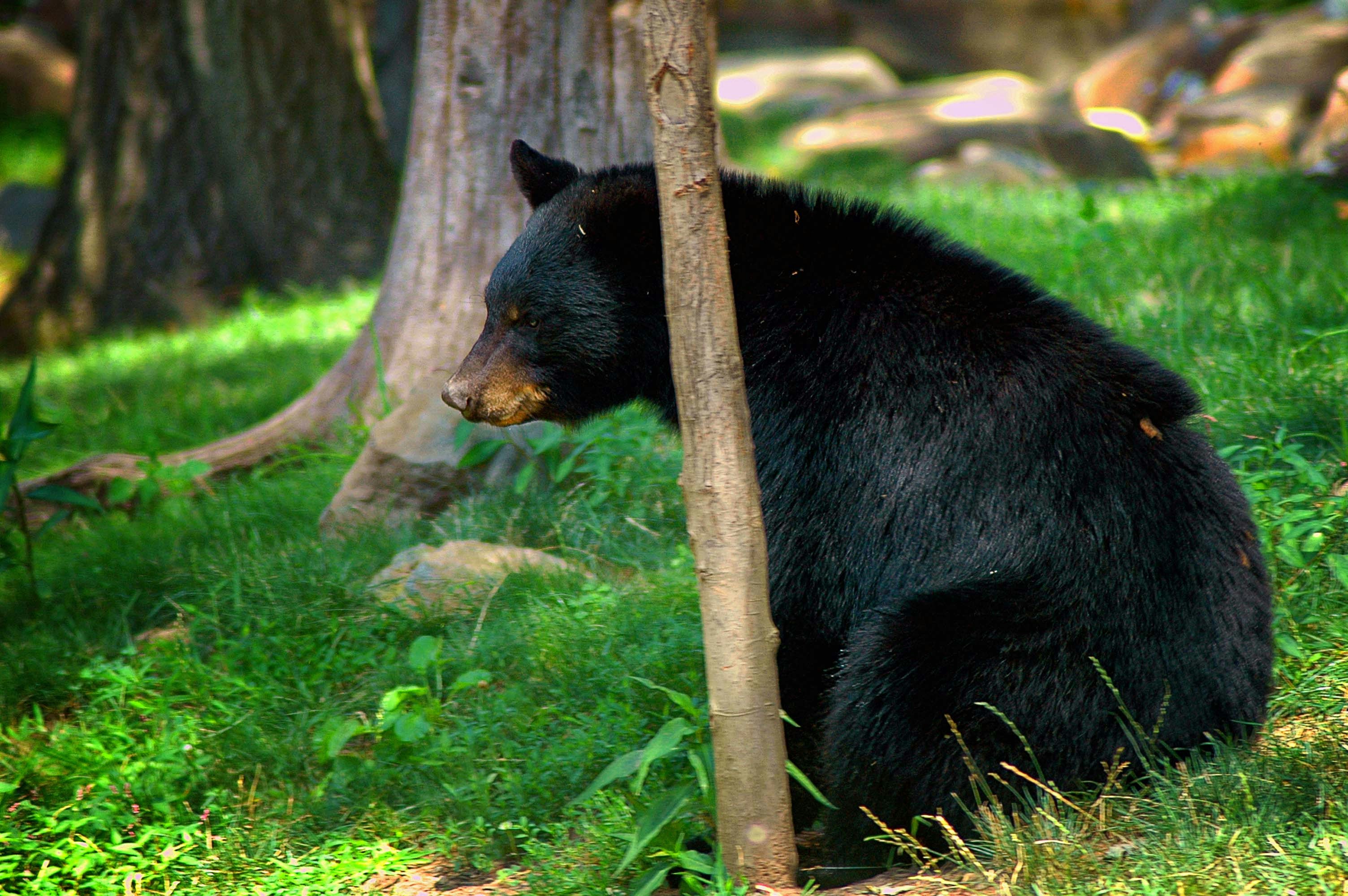 Bear Attacks Woman in Estes Park Home
