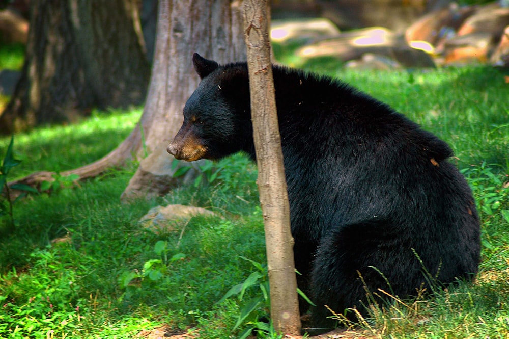 black bear on green grass during daytime