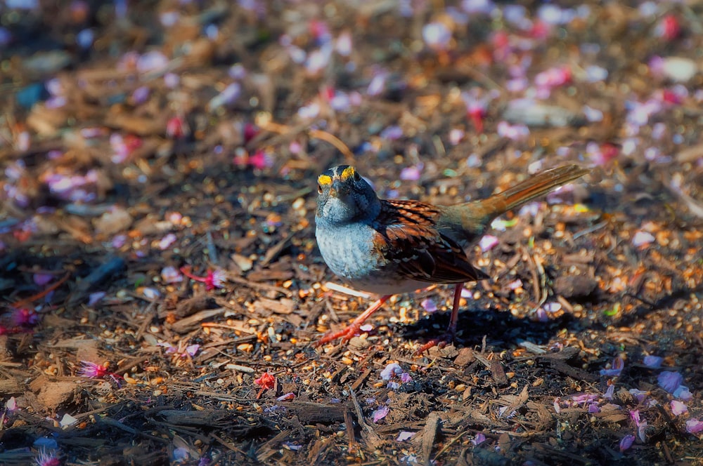 brown and white bird on brown dried leaves