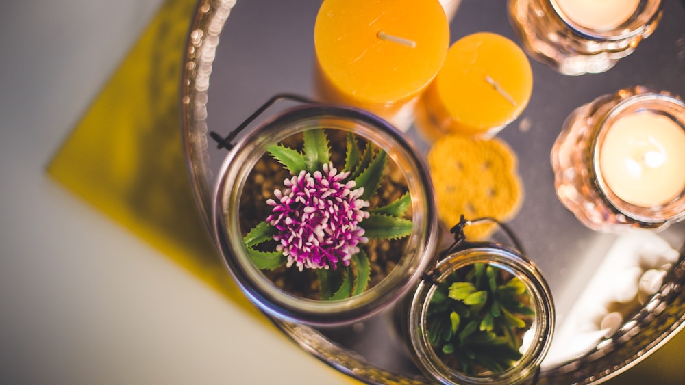 purple flower on clear glass jar