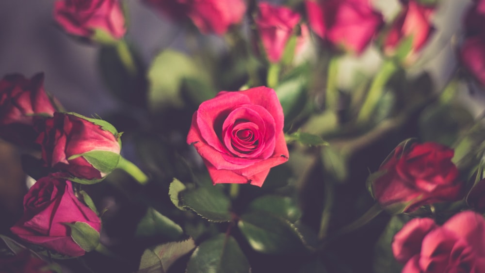 red rose in bloom during daytime