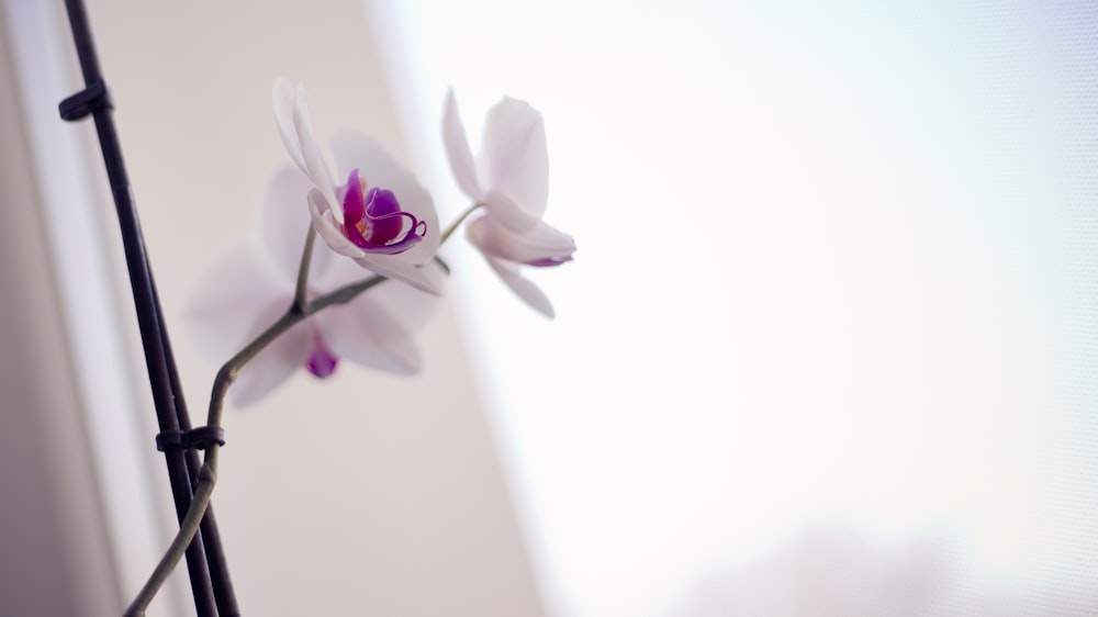 white and purple moth orchids in bloom