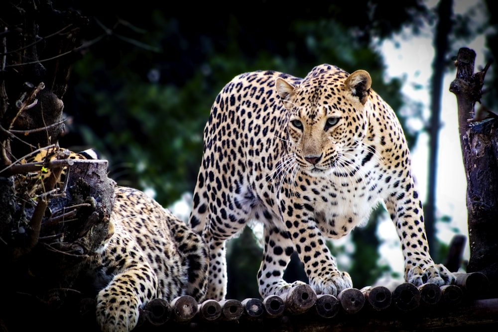 brown and black leopard in close up photography