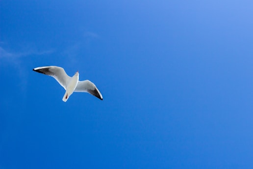 white bird flying under blue sky during daytime