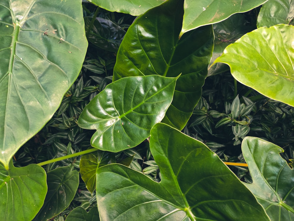 Las hojas verdes se plantan durante el día