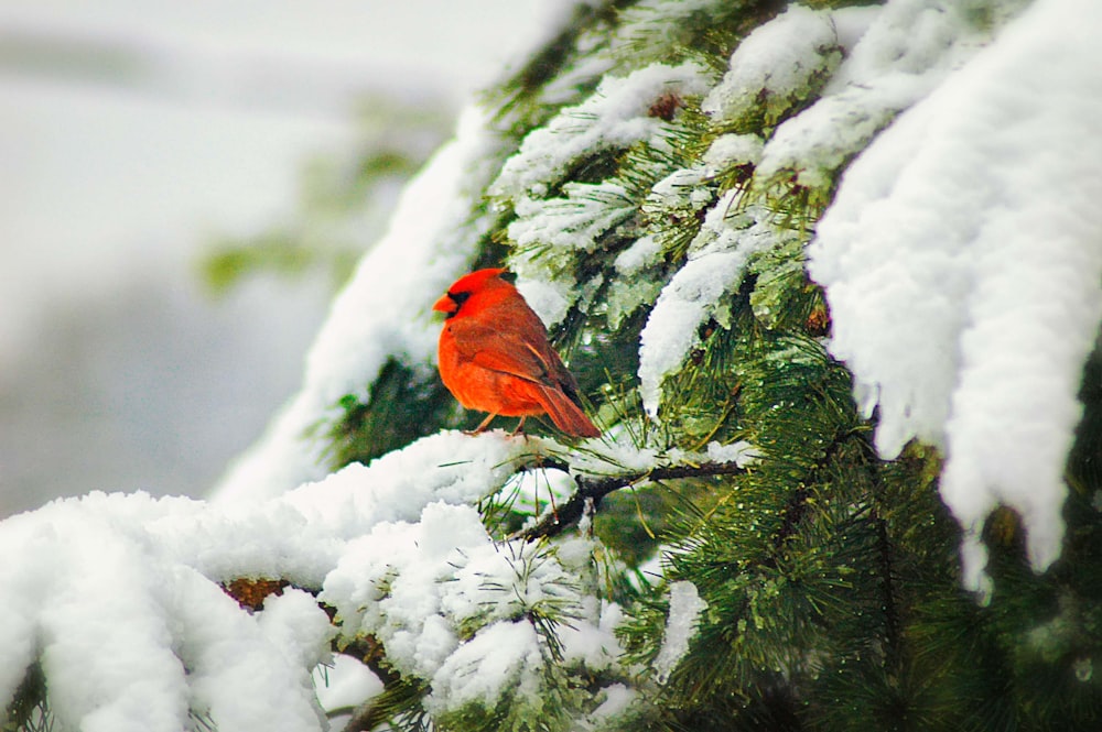 red cardinal perched on tree branch