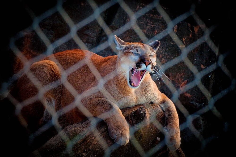 brown and black cat on cage