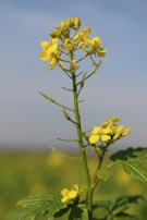 A close-up of mustard seeds and fresh mustard leaves beside a bottle of mustard oil.