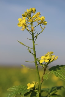 A close-up of mustard seeds and fresh mustard leaves beside a bottle of mustard oil.
