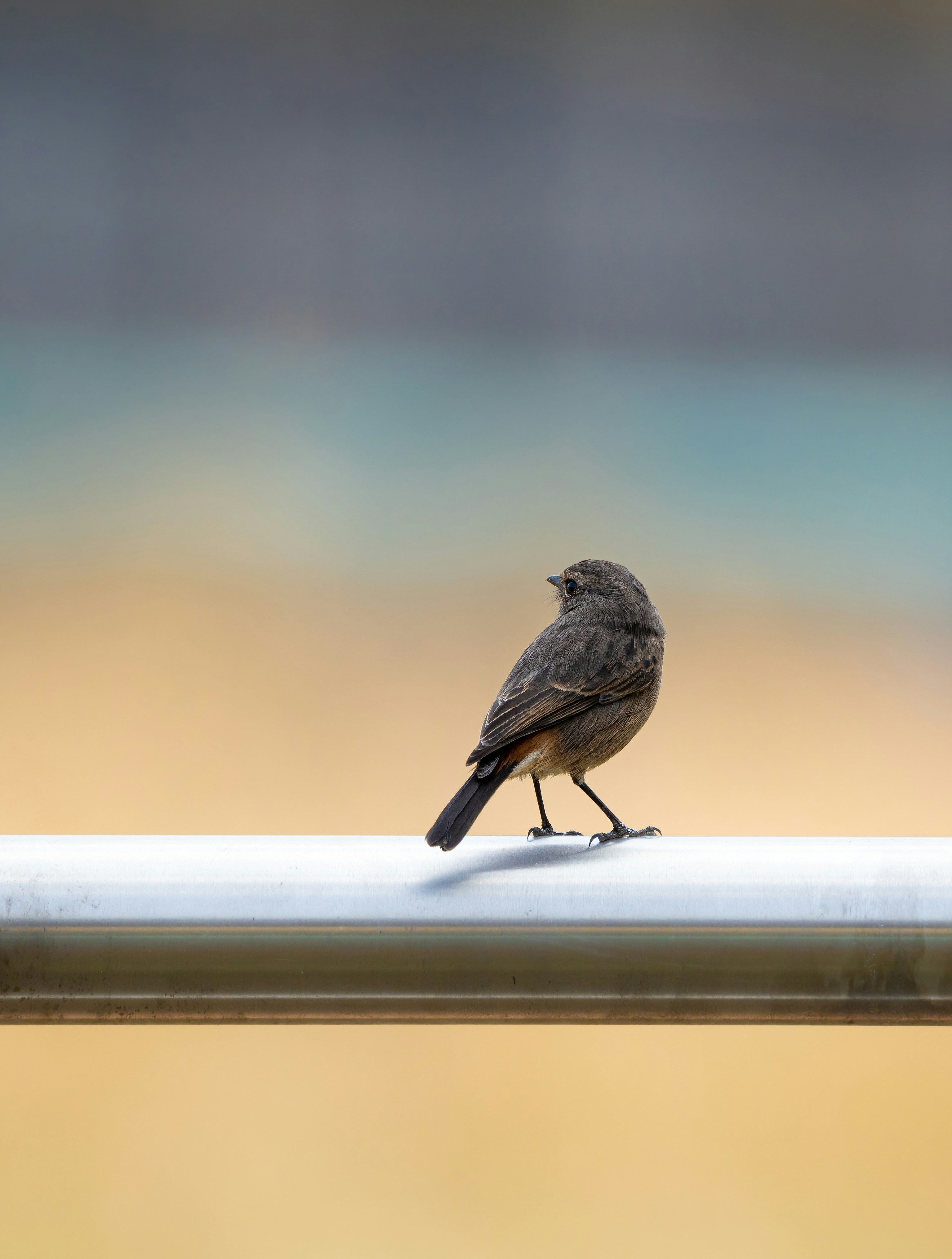 A pied bush chat perched on a steel railing