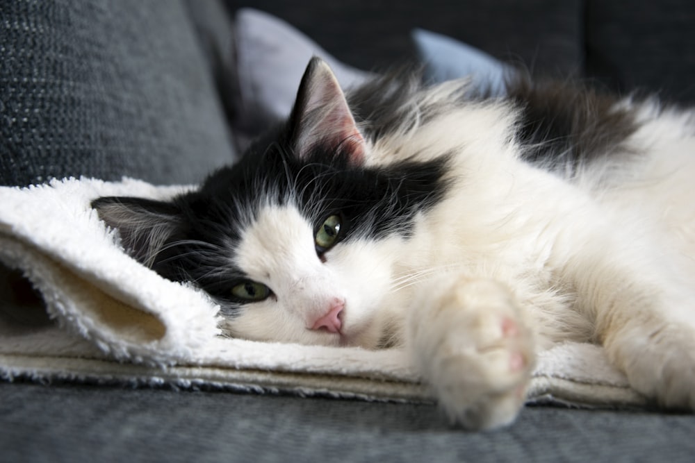 white and black cat lying on gray concrete floor