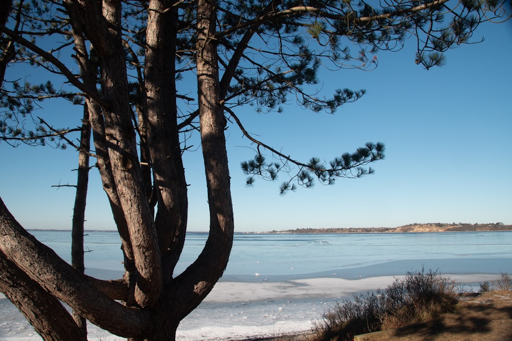 brown tree on white sand beach during daytime