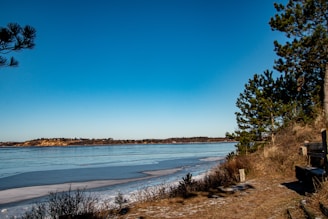 green trees near body of water during daytime