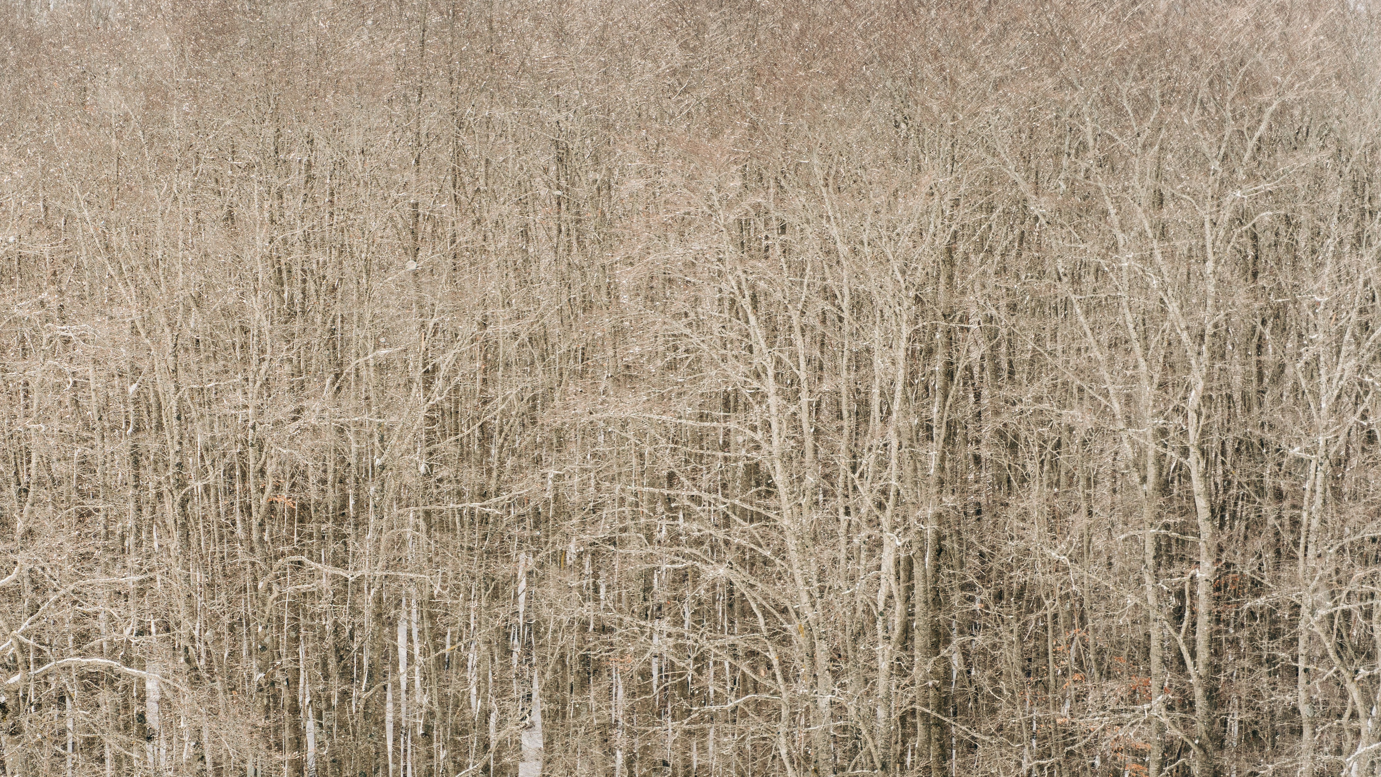 A backdrop of snowy trees on Mount Livata, Italy