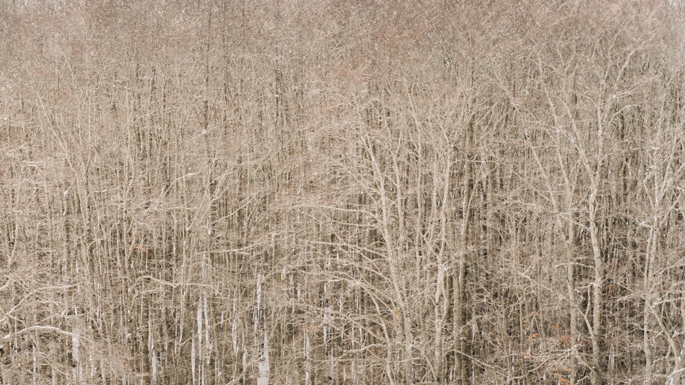 a group of trees that are standing in the snow