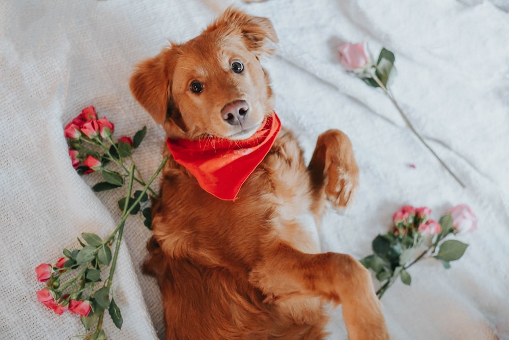 golden retriever puppy lying on white and green floral textile