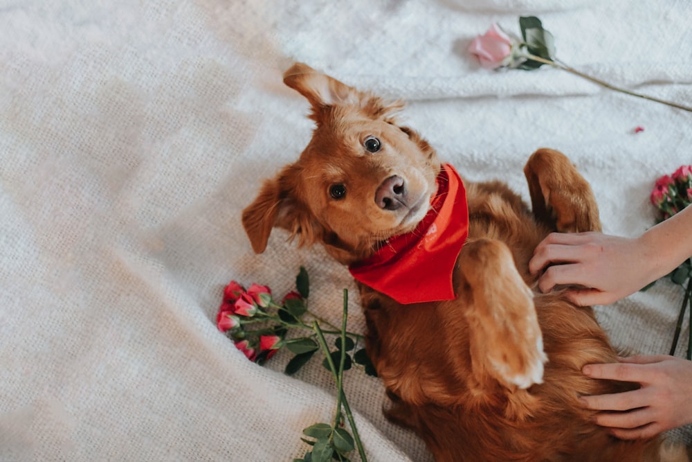 brown dog plush toy on white textile