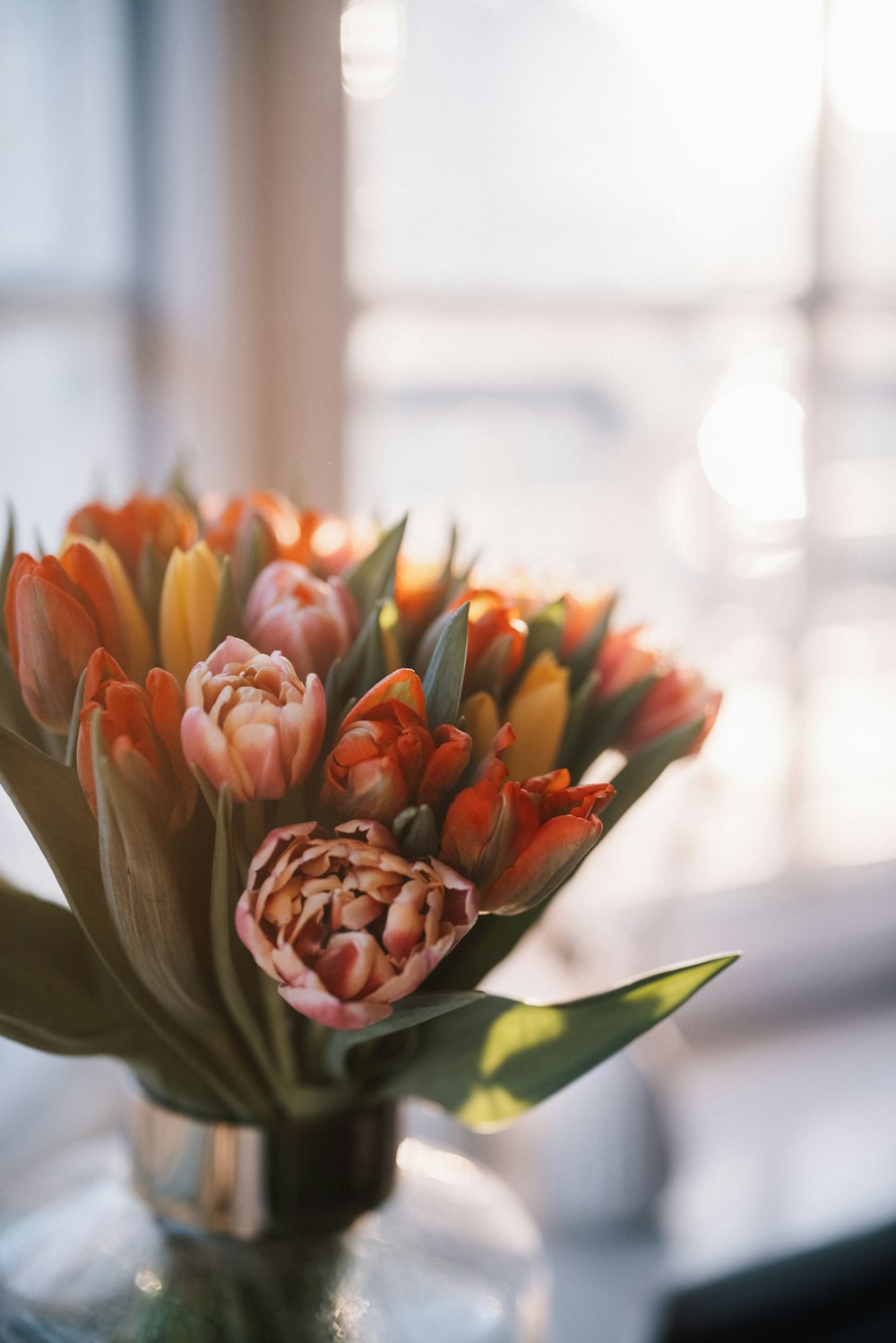 Rote und gelbe Tulpe blüht tagsüber