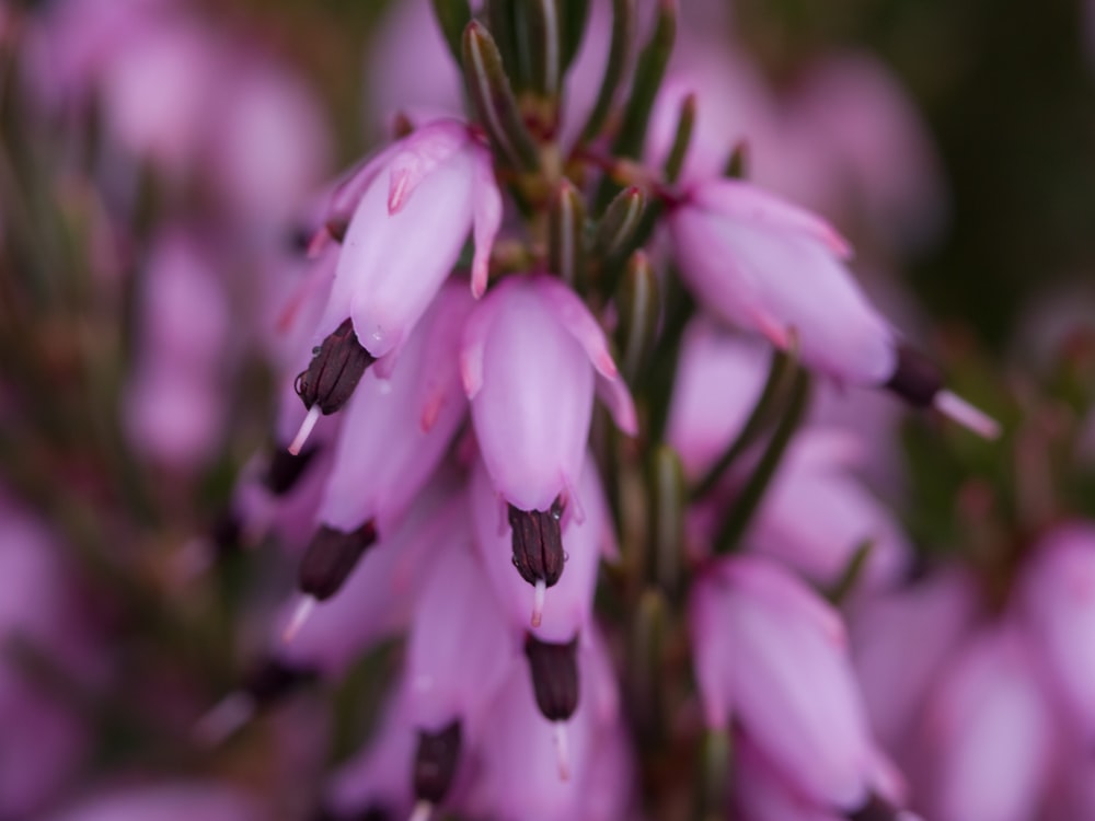 purple and white flower in tilt shift lens