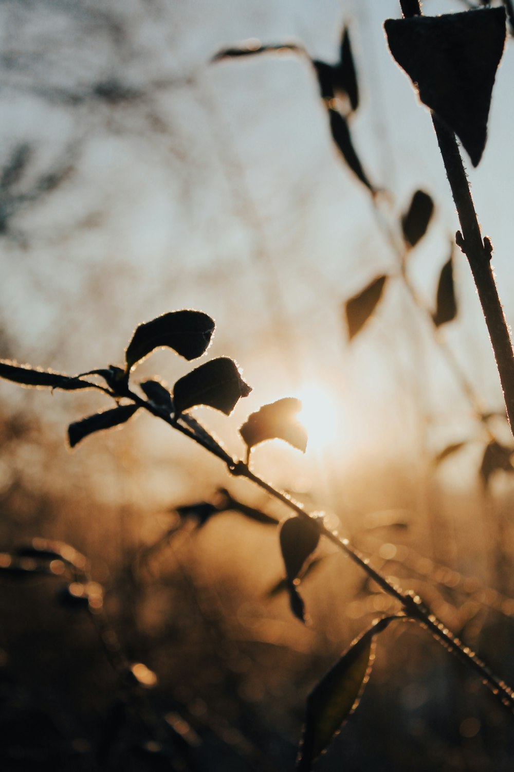 silhouette of plant during sunset