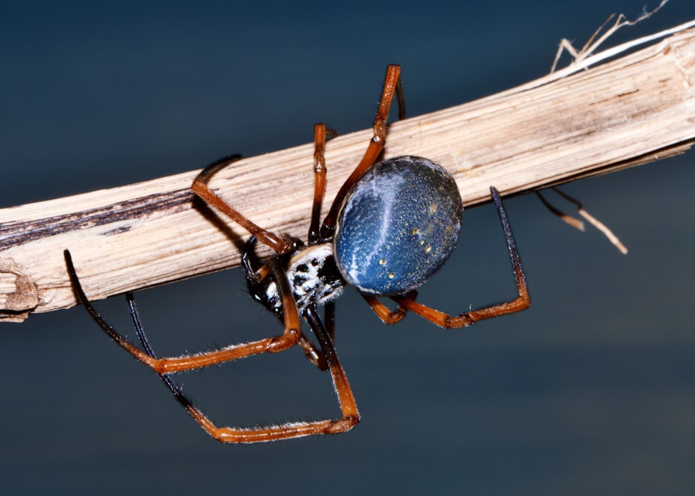 black spider on brown wooden plank