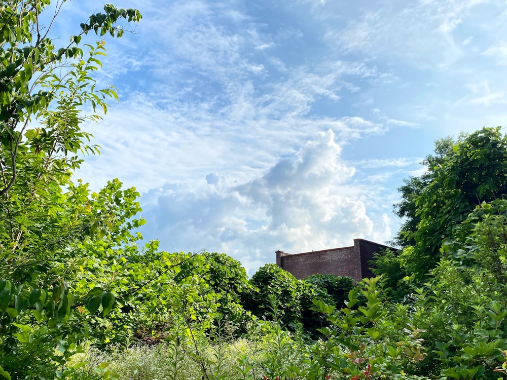 green plants under blue sky and white clouds during daytime