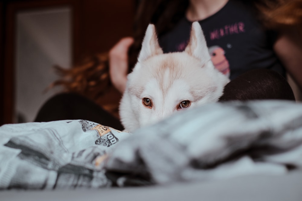 white siberian husky puppy on gray textile