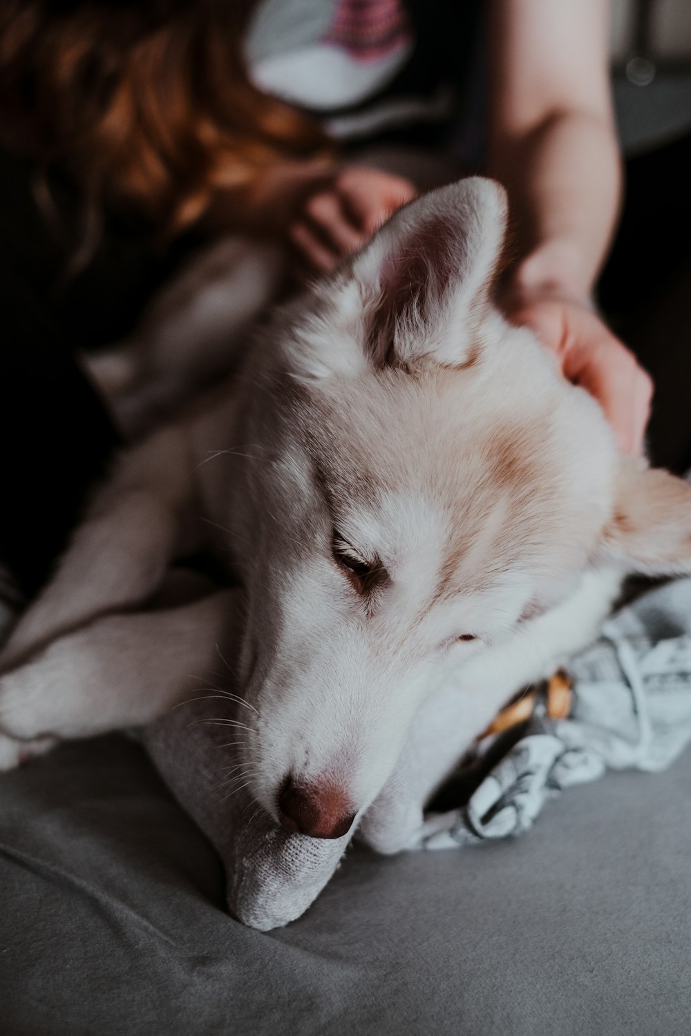 white siberian husky lying on floor