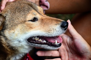 Close-up of a relaxed dog being lovingly petted during a personalized care visit