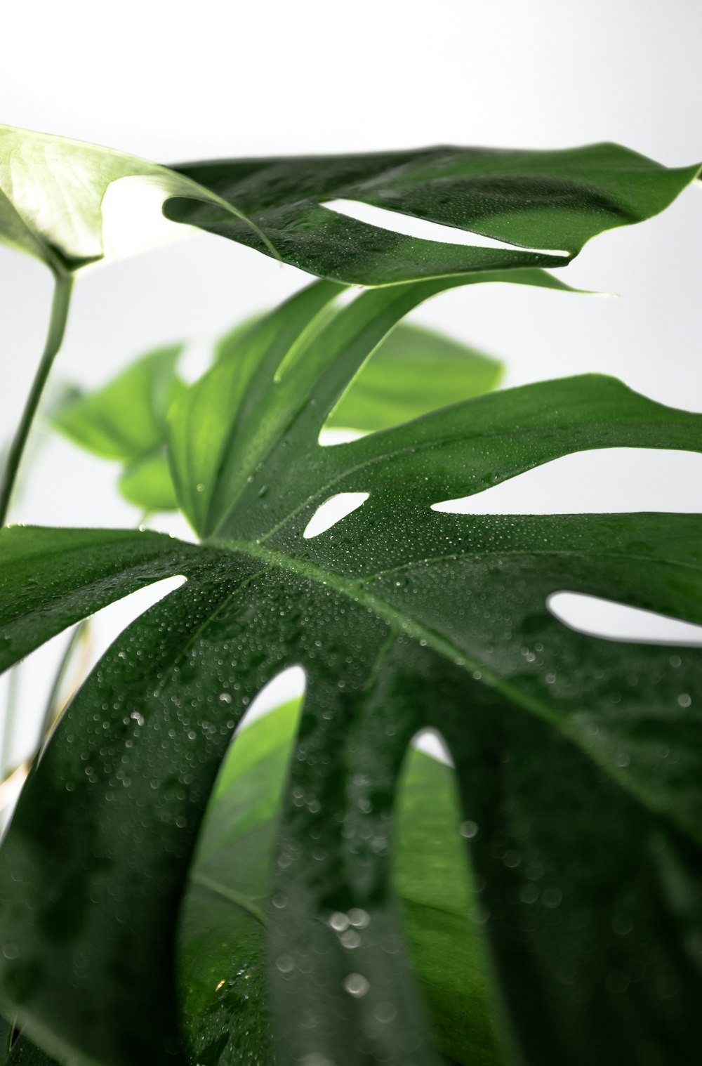 green leaf in close up photography