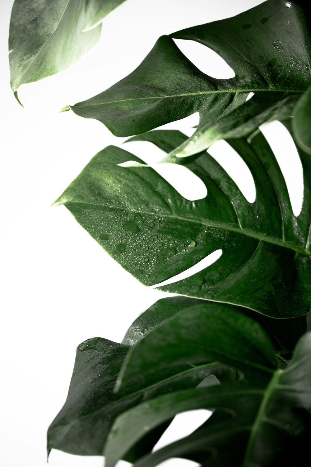 green leaves with white background