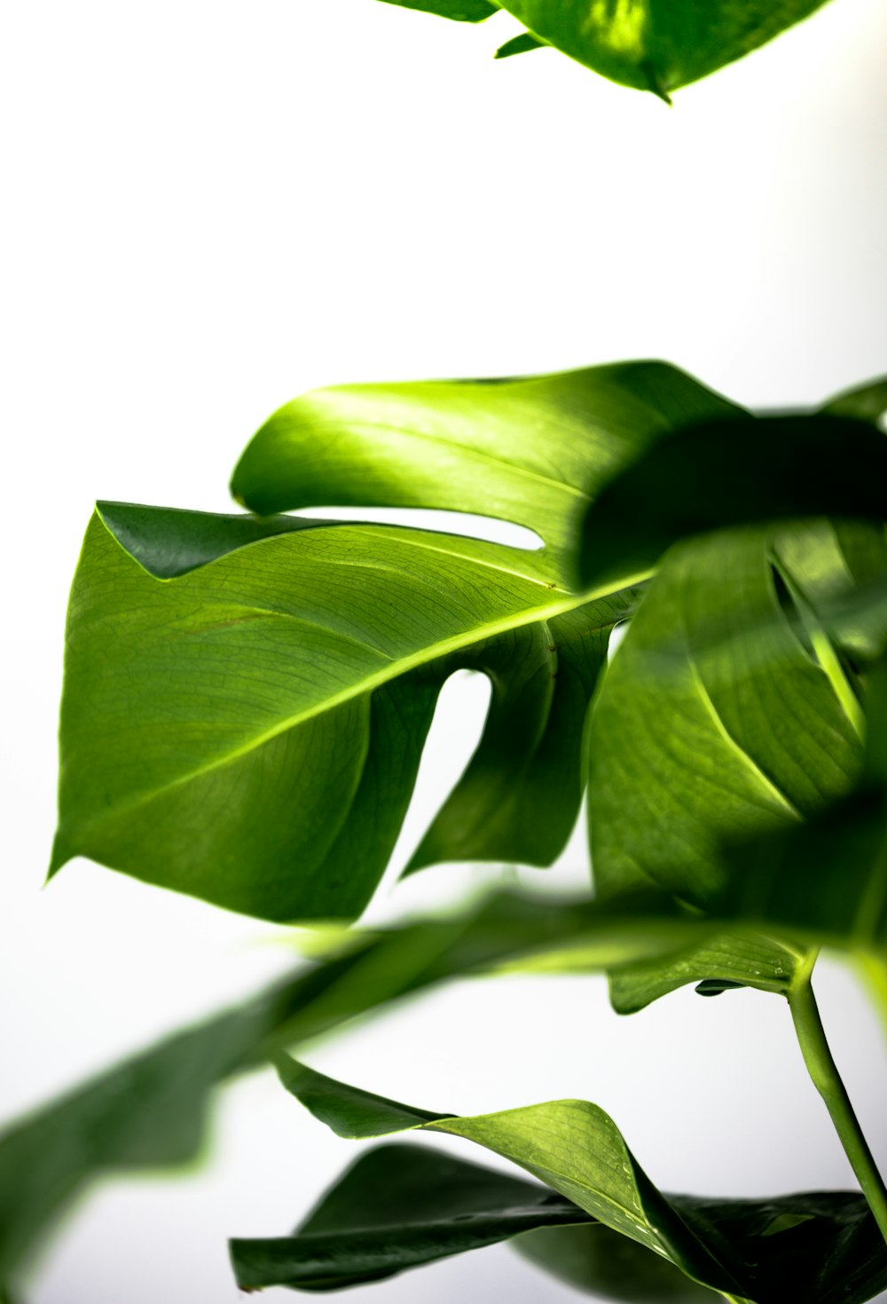 green leaves in white background