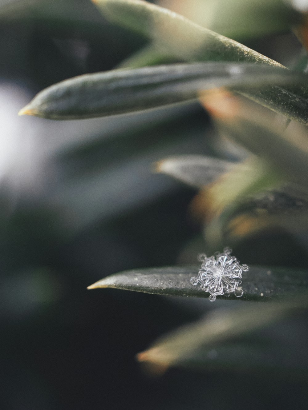 gotas de agua en la hoja verde