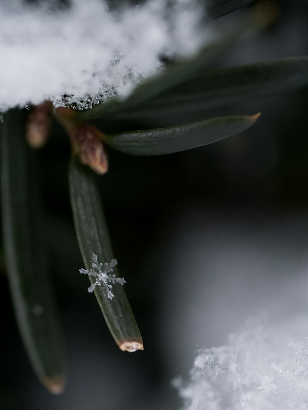 white flower with water droplets