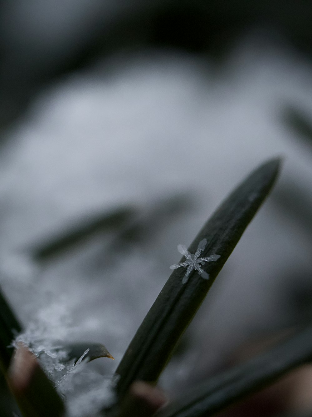 green leaf in macro lens photography