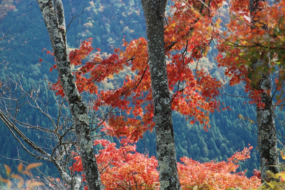 Árbol marrón con hojas anaranjadas durante el día