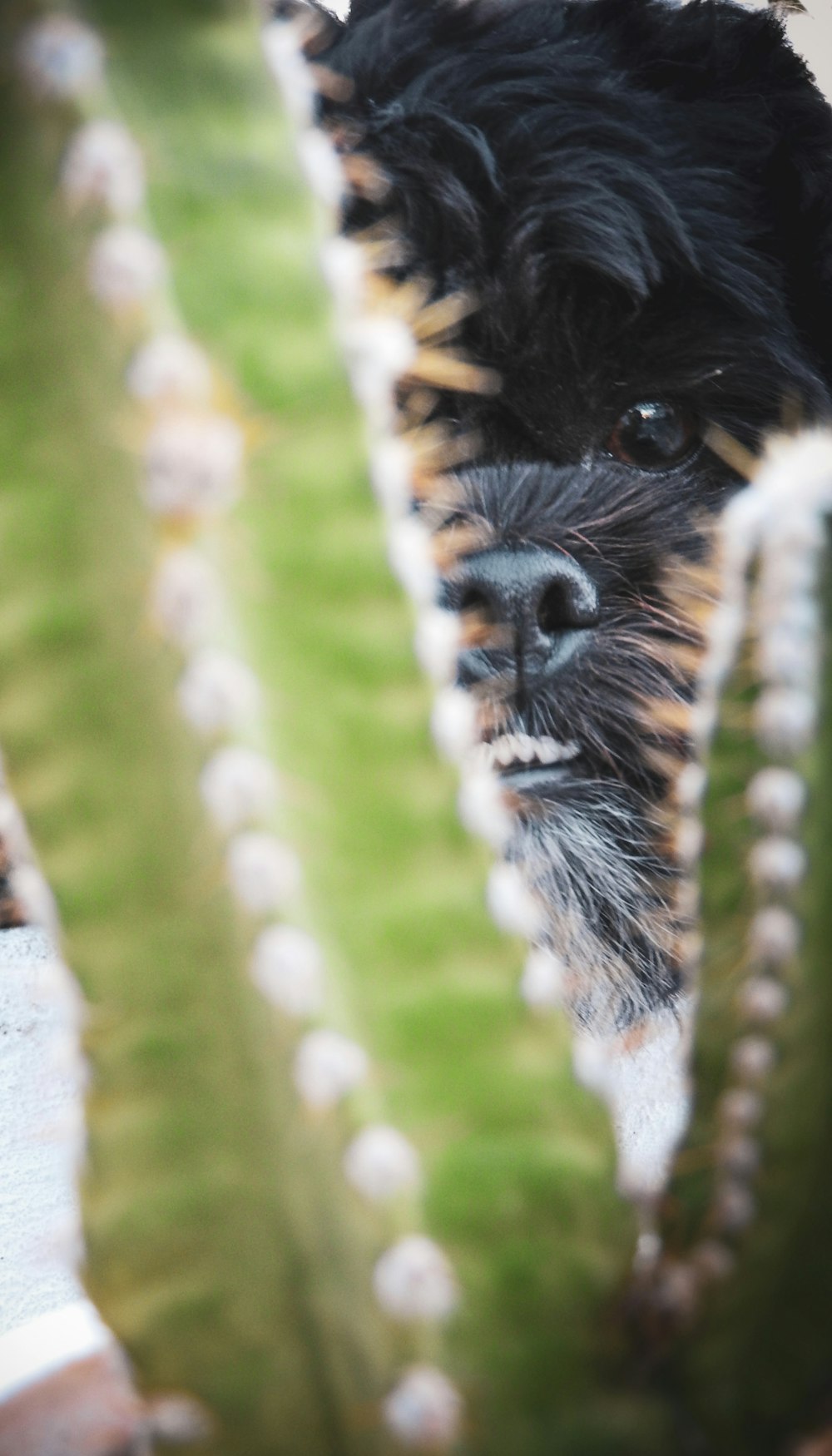 black long coated small dog on brown wooden fence during daytime