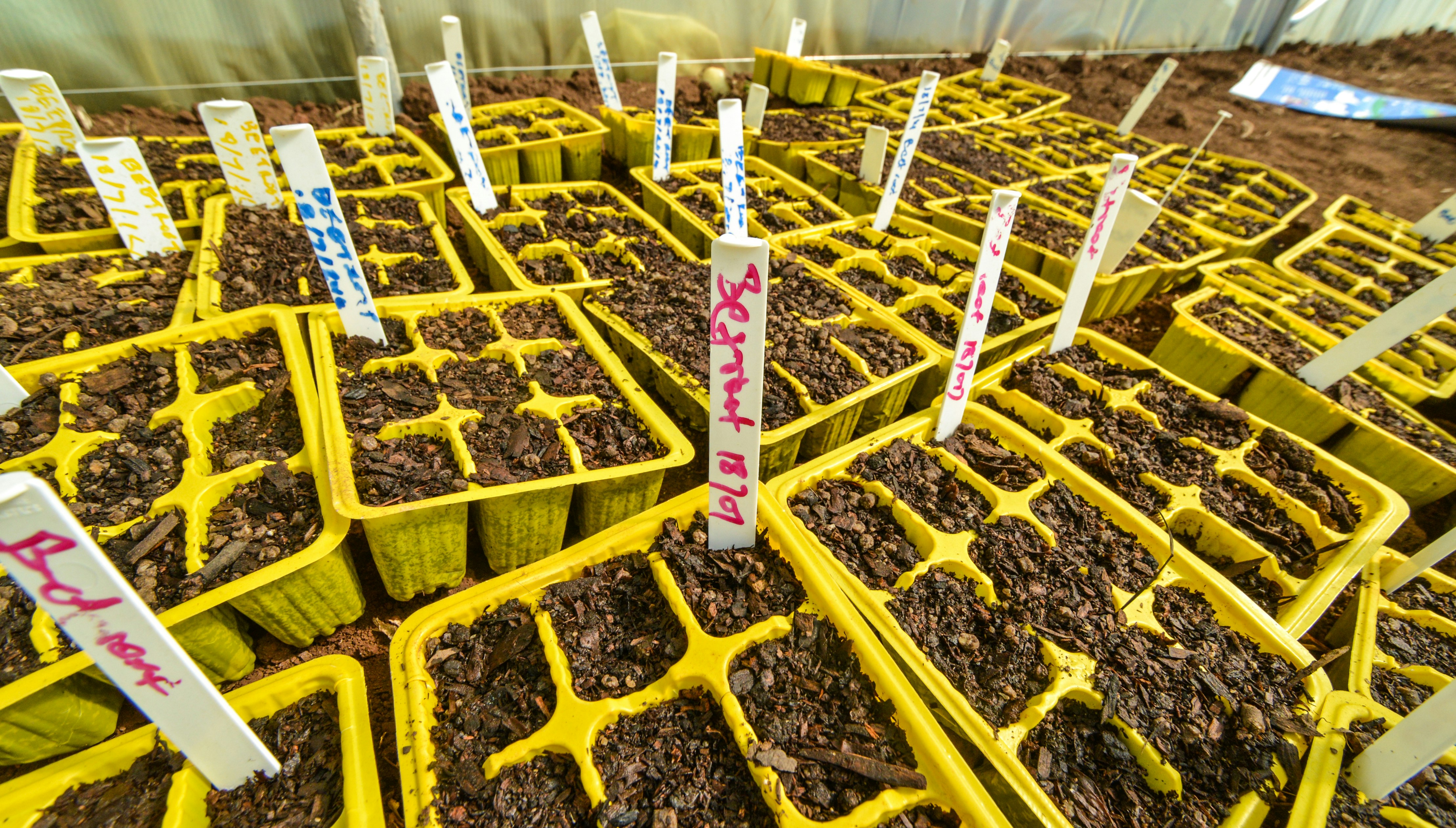 A Comprehensive Guide to Automatically Extracting Plant Gene Family Sequences from Phytozome