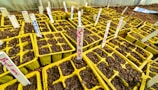 A series of yellow seed trays filled with soil are arranged in a greenhouse setting. Each tray is divided into several compartments, and white labels with red and blue writing are inserted into each tray, indicating different plant types or experiments. The setting appears organized and suggests preparation for planting or seed germination.