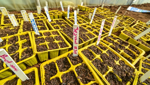 A series of yellow seed trays filled with soil are arranged in a greenhouse setting. Each tray is divided into several compartments, and white labels with red and blue writing are inserted into each tray, indicating different plant types or experiments. The setting appears organized and suggests preparation for planting or seed germination.