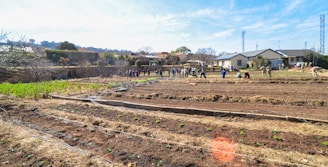 A community garden with people working in fields, cultivating soil and planting crops. The setting includes several rows of cultivated land, with a group of individuals actively participating in agricultural activities. There are buildings in the background and a clear blue sky overhead.
