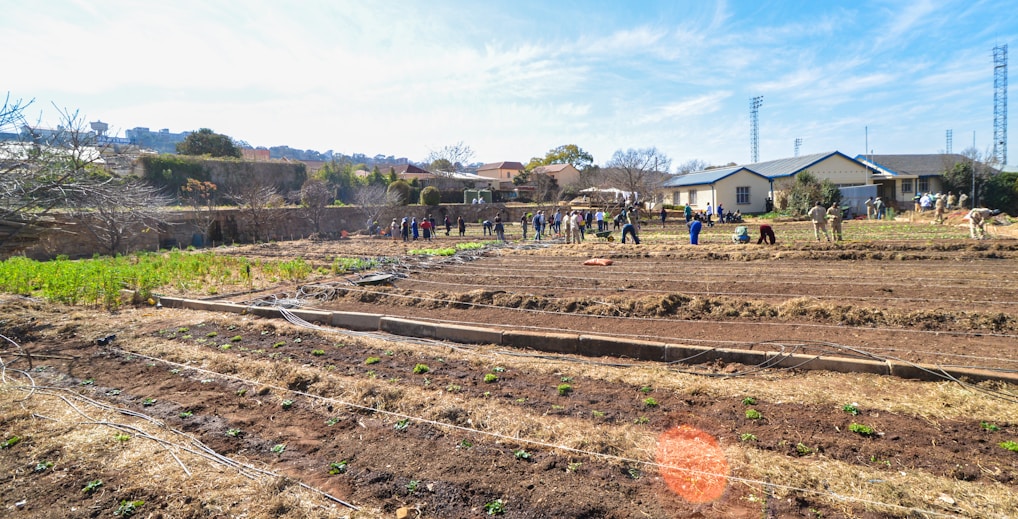 A community garden with people working in fields, cultivating soil and planting crops. The setting includes several rows of cultivated land, with a group of individuals actively participating in agricultural activities. There are buildings in the background and a clear blue sky overhead.